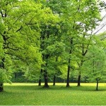 trees in a park