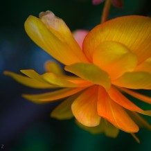 close up of flower