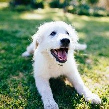 dog sitting in grass happy from cooked meals