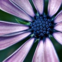 close up of flower