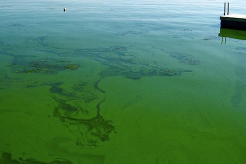 blue-green algae floating on a lake surface